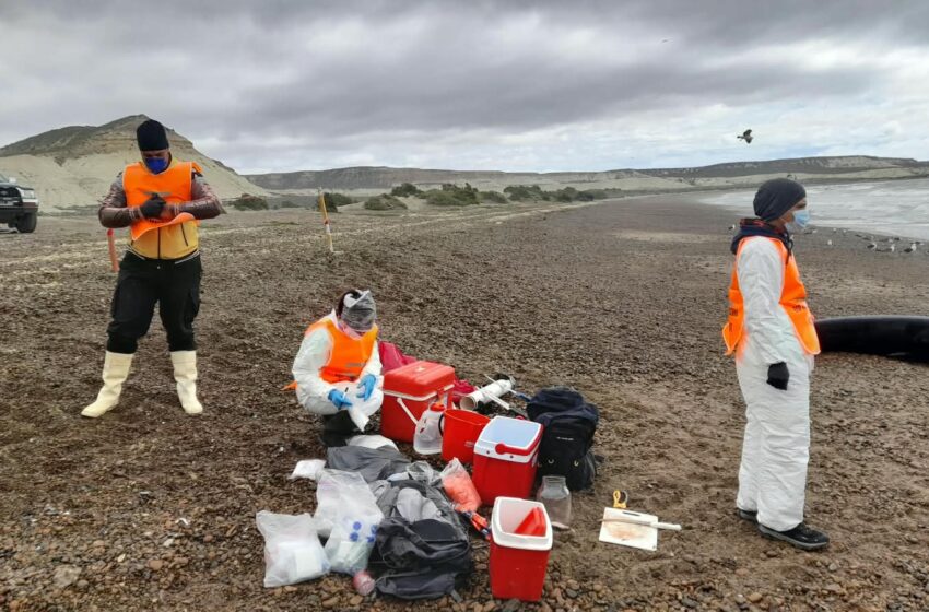  Varamiento de ballenas: especialistas intensifican el monitoreo sanitario y estudian las causas